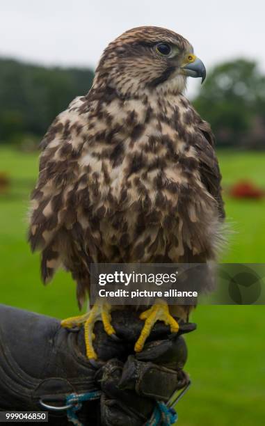 Saker falcon is sitting on a glove in the World's Bird Park Walsrode, Germany, 11 August 2017. Photo: Philipp Schulze/dpa