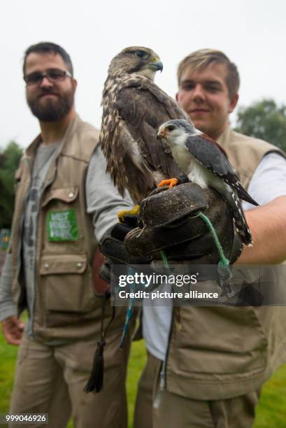Two zookeepers are holding a saker falcon and a pygmy falcon in the World's Birds Park Walsrode, Germany, 11 August 2017. The breeding of falcons...
