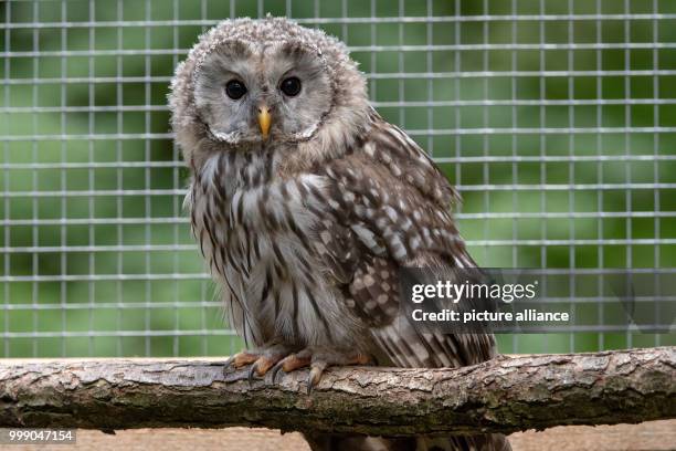 July 2018, Erbendorf, Germany: Ural owls recline inside a cage. The ural owl will hopefully find a new home in the Upper Palatinate Stein forest - a...