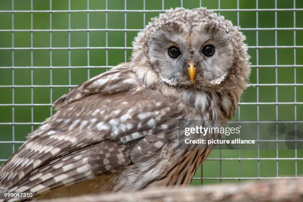 July 2018, Erbendorf, Germany: Ural owls recline inside a cage. The ural owl will hopefully find a new home in the Upper Palatinate Stein forest - a...