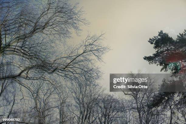 double exposure of tree tops in winter - silvia otte stock pictures, royalty-free photos & images