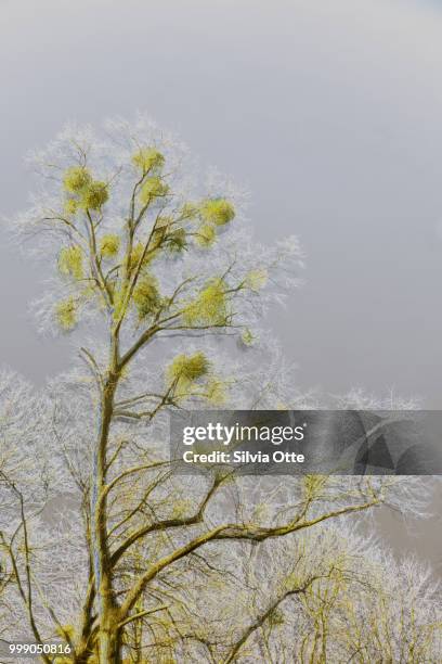 mistletoe in treetop - silvia otte stock pictures, royalty-free photos & images