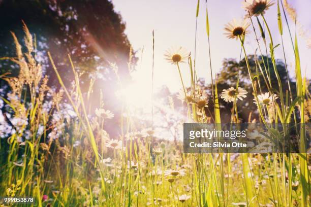 daisies in morning light - silvia otte stock pictures, royalty-free photos & images