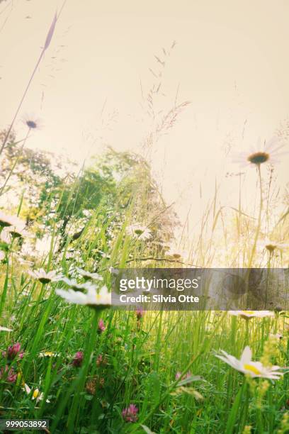 daisies in morning light - silvia otte stock pictures, royalty-free photos & images