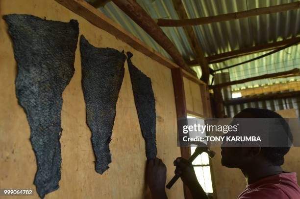 An employee pegs tanned fish pelts to stretch them out on June 11, 2018 at the Alisam Product Development, a mini tannery owned by Newton Owino, an...