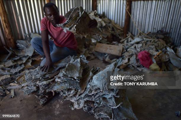 An employee organises a stockpile of tanned and dried fish pelts at the Alisam Product Development, a mini tannery owned by Newton Owino, an...