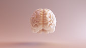 Human brain Anatomical Model