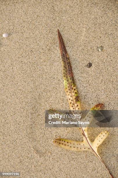 sea shore with leaf in sand - mariano stock pictures, royalty-free photos & images