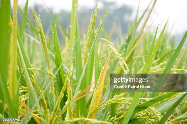 green rice paddy field - wheatgrass stock pictures, royalty-free photos & images