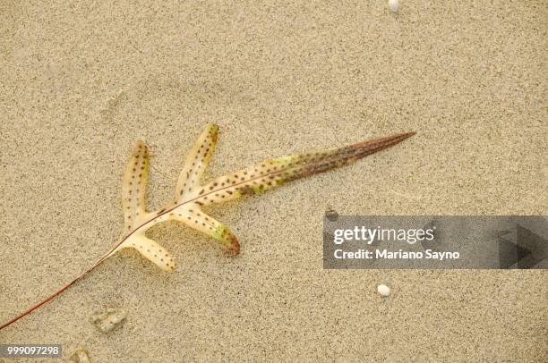 sea shore with leaf in sand - mariano 個照片及圖片檔