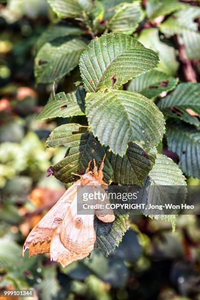 a dried dead moth on the leaf - jong won heo stock-fotos und bilder