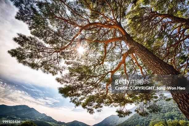 the sunlight through the leaves of the pine tree - jong won heo stock-fotos und bilder