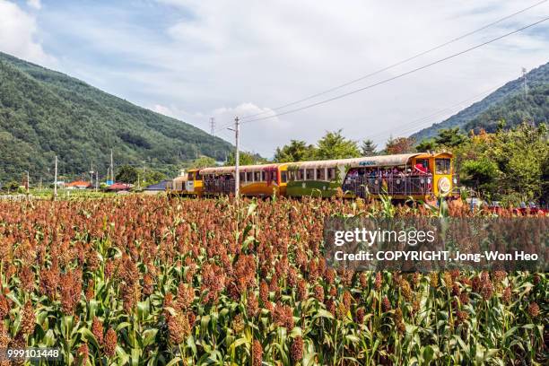 the tourist train passing by the sorghum farm - jong won heo stock pictures, royalty-free photos & images