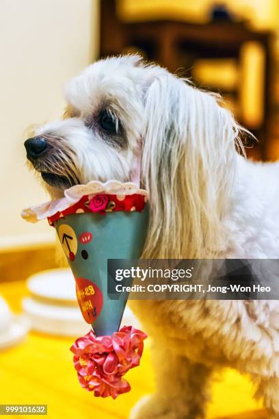 a little puppy with its party hat under its head, not on the head - jong won heo stock-fotos und bilder