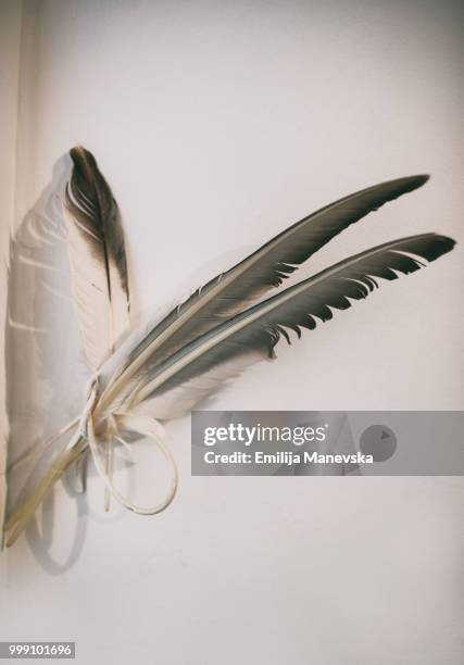 close up of pigeon feather as a souvenir - dove product stock pictures, royalty-free photos & images