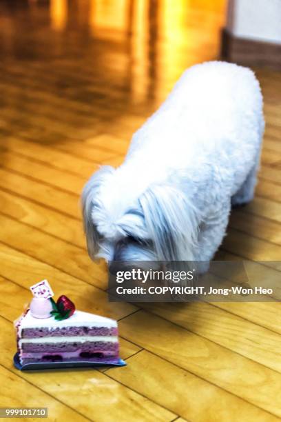 a little cute puppy stepping ahead to its birthday cake carefully - jong stock pictures, royalty-free photos & images