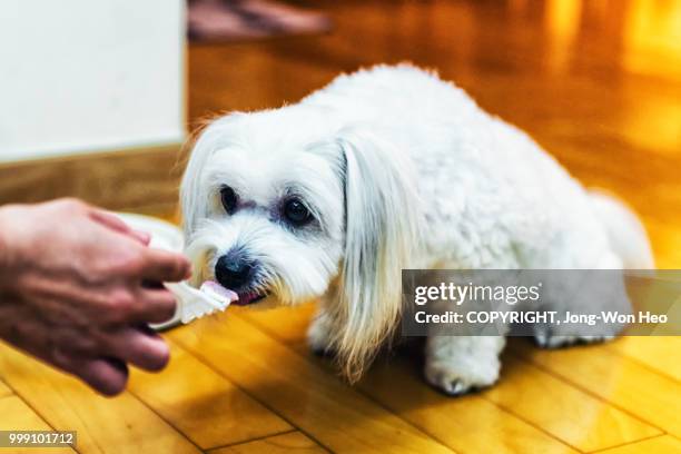 a cute puppy eating its birthday cake - jong won heo stock pictures, royalty-free photos & images