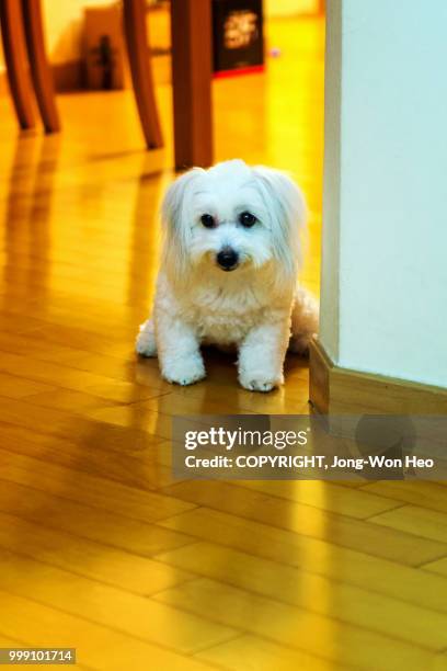 a cute puppy sitting and waiting - jong stock pictures, royalty-free photos & images