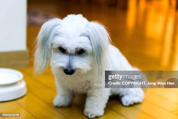 a cute little puppy by my side - bichon stock pictures, royalty-free photos & images