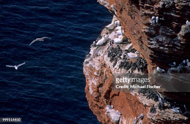 northern gannets (sula bassana) and guillemots (uria aalge) and flying kittiwakes (rissa tridactyla) on a sandstone rock, helgoland island, schleswig-holstein, germany - northern rock stock-fotos und bilder