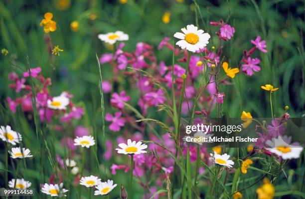 spring meadow near sonogno in the verzasca valley, canton ticino, switzerland - ticino canton 個照片及圖片檔