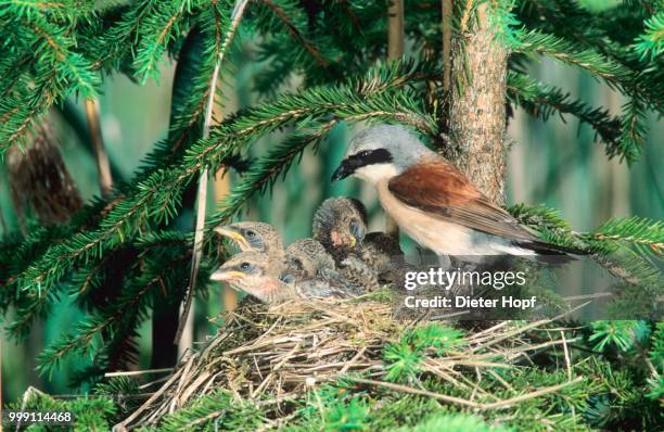 red-backed shrike (lanius collurio), male feeding young in the nest, allgaeu, bavaria, germany - shrike stock pictures, royalty-free photos & images