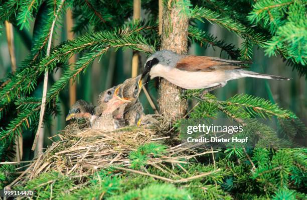 red-backed shrike (lanius collurio), male feeding young in the nest, allgaeu, bavaria, germany - shrike stock pictures, royalty-free photos & images