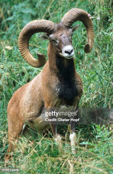 argali or mountain sheep (ovis ammon), allgaeu, bavaria, germany - argali stock pictures, royalty-free photos & images