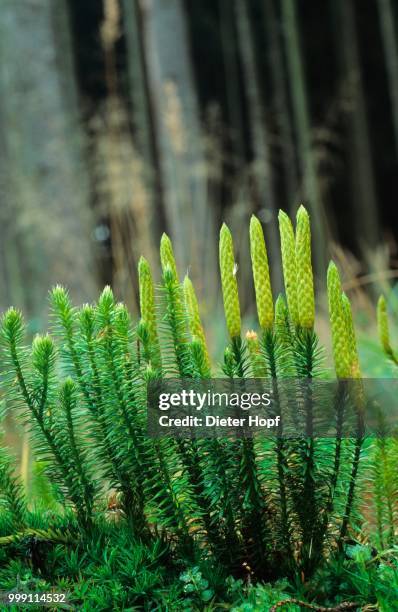 stiff clubmoss (lycopodium annotinum) in a spruce forest, allgaeu, bavaria, germany - lycopodiaceae stock pictures, royalty-free photos & images