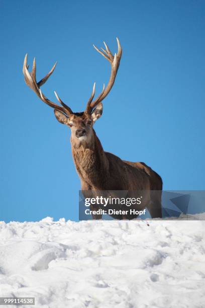 red deer (cervus elaphus) looking over snowy mountain top, allgaeu, bavaria, germany - artiodactyla imagens e fotografias de stock