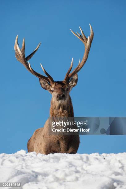 red deer (cervus elaphus) looking over snowy mountain top, allgaeu, bavaria, germany - red capped fotografías e imágenes de stock