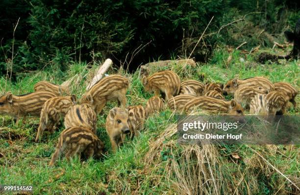 3-weeks old wild boars (sus scrofa), piglets, allgaeu, bavaria, germany - artiodactyla imagens e fotografias de stock