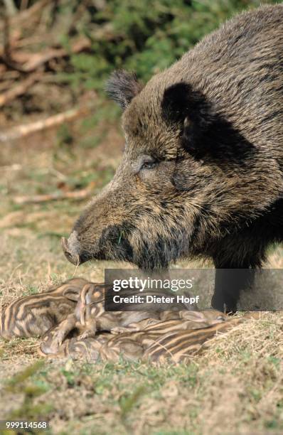 wild boar (sus scrofa), sow with sleeping piglets, allgaeu, bavaria, germany - artiodactyla imagens e fotografias de stock