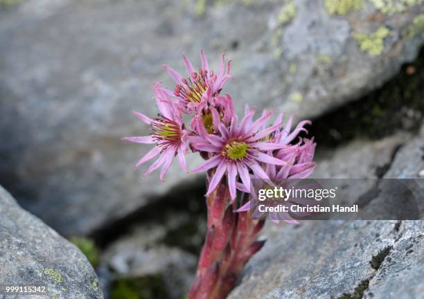 mountain houseleek (sempervivum montanum), schladminger tauern mountain range, styria, austria - houseleek stock pictures, royalty-free photos & images