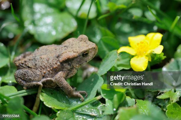 young common toad (bufo bufo), waldviertel region, lower austria, austria - anura stock pictures, royalty-free photos & images
