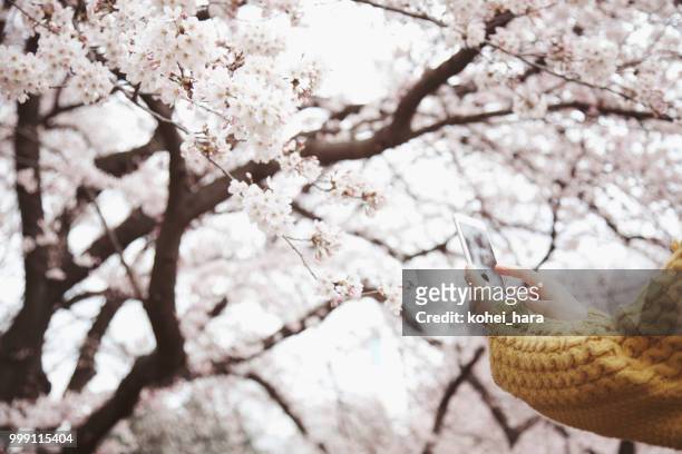donna che scatta una foto di fiori di ciliegio tramite smartphone - cherry blossoms foto e immagini stock