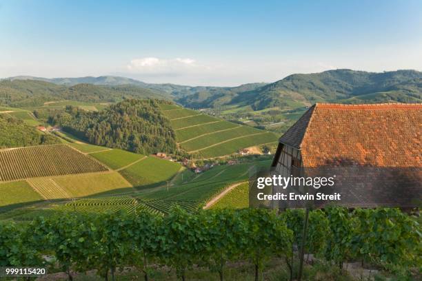 vineyards near durbach, black forest, baden-wuerttemberg, germany - fachwerk stock pictures, royalty-free photos & images