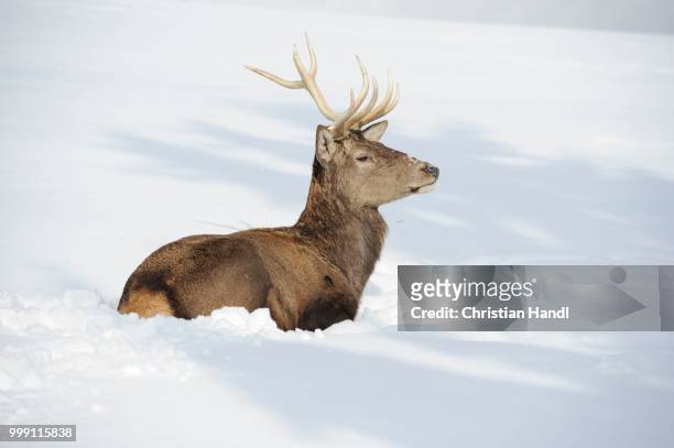 red deer (cervus elaphus), captive, upper austria, austria - paarhufer stock-fotos und bilder