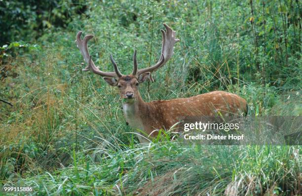 fallow deer (dama dama), buck in velvet, growing antlers, mecklenburg, germany - paarhufer stock-fotos und bilder