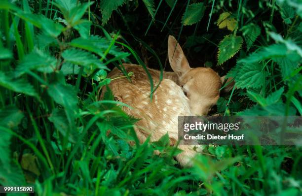 fallow deer (dama dama) fawn, few days old, lying motionless in nettles, mecklenburg, germany - paarhufer stock-fotos und bilder