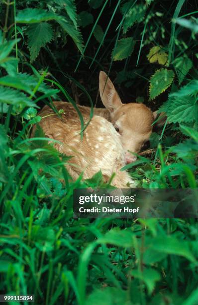 fallow deer (dama dama) fawn, few days old, lying motionless in nettles, mecklenburg, germany - artiodactyla stock pictures, royalty-free photos & images