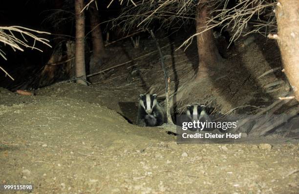 young badgers (meles mels) at night in their den, allgaeu, bavaria, germany - terrier photos et images de collection