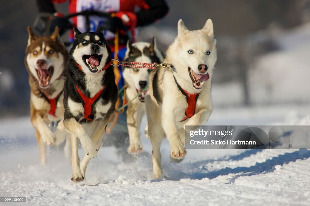 Musher mushing his Siberian huskies at sleddog race in Lenk, Switzerland