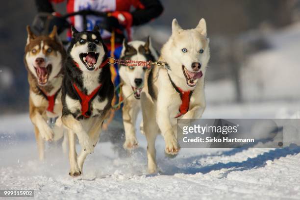 musher mushing his siberian huskies at sleddog race in lenk, switzerland - musher stock pictures, royalty-free photos & images