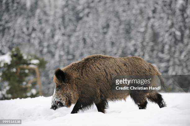 wild boar (sus scrofa), captive, upper austria, austria - paarhufer stock-fotos und bilder