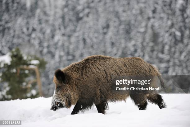 wild boar (sus scrofa), captive, upper austria, austria - artiodactyla stock pictures, royalty-free photos & images