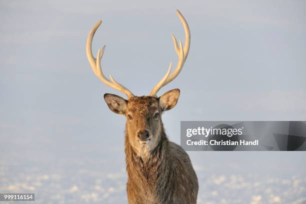 fallow deer (dama dama), captive, upper austria, austria europe - artiodactyla stock pictures, royalty-free photos & images