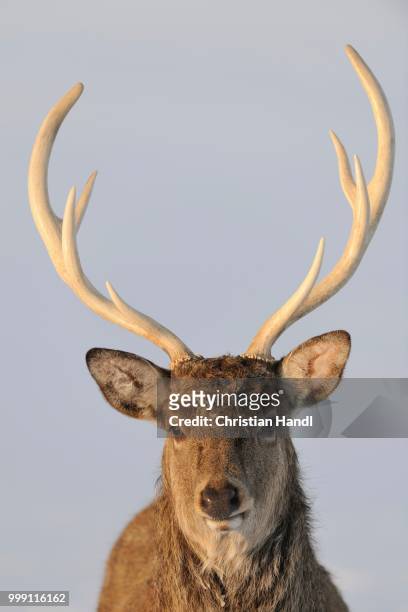 fallow deer (dama dama), captive, upper austria, austria europe - artiodactyla stock-fotos und bilder