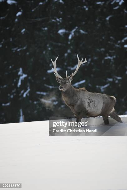 altai maral or wapiti (cervus canadensis sibiricus), captive, upper austria, austria europe - artiodactyla stock-fotos und bilder