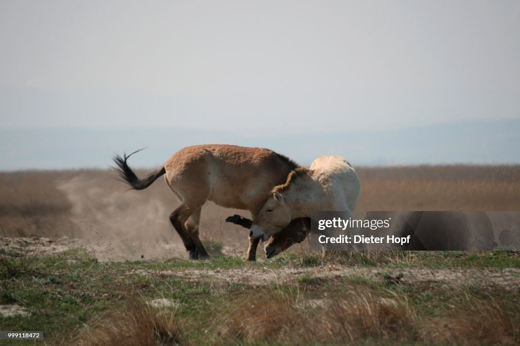 Przewalski's horses (Equus ferus przewalskii), playing young stallions, Burgenland, Austria